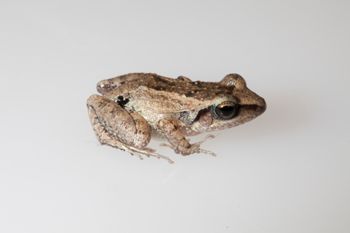 Media type: image;   Herpetology A-148550